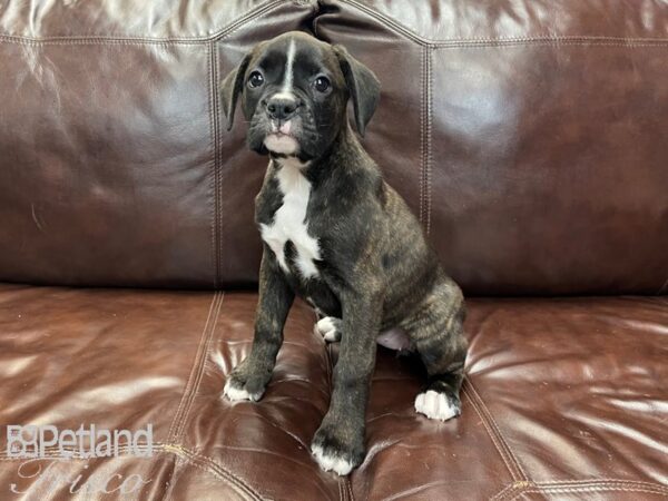 Boxer DOG Female Brindle 27233 Petland Frisco, Texas