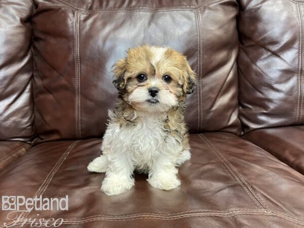 Havanese / Shih Tzu-DOG-Female-Brn Blk Wht-27234-Petland Frisco & Mckinney, Texas
