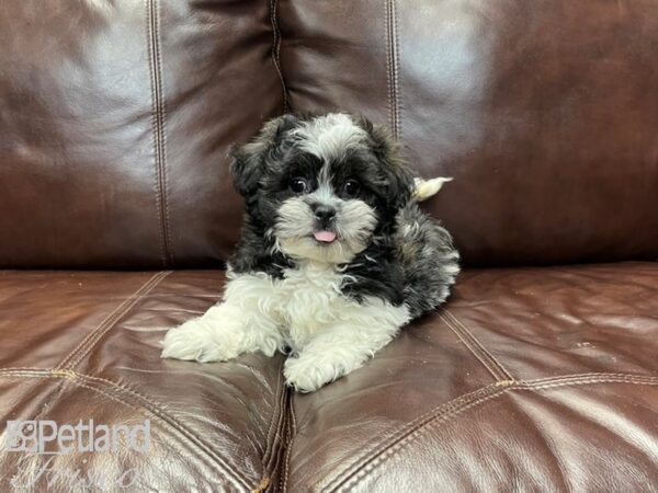 Havanese / Shih Tzu DOG Male Blk & Wht 27235 Petland Frisco, Texas