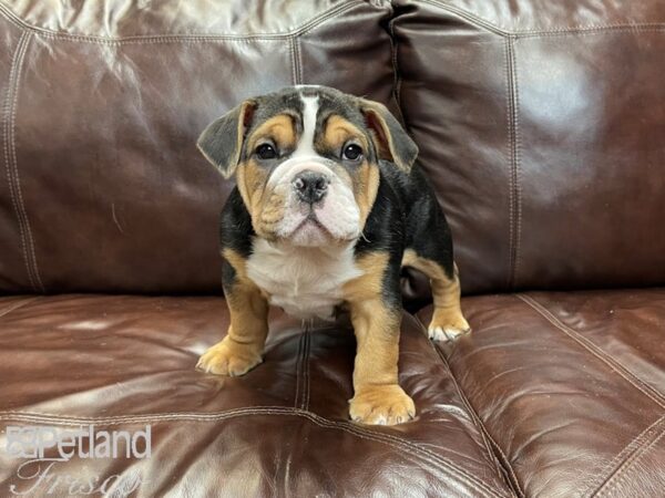 Beabull DOG Male Black Tricolor 27236 Petland Frisco & Mckinney, Texas