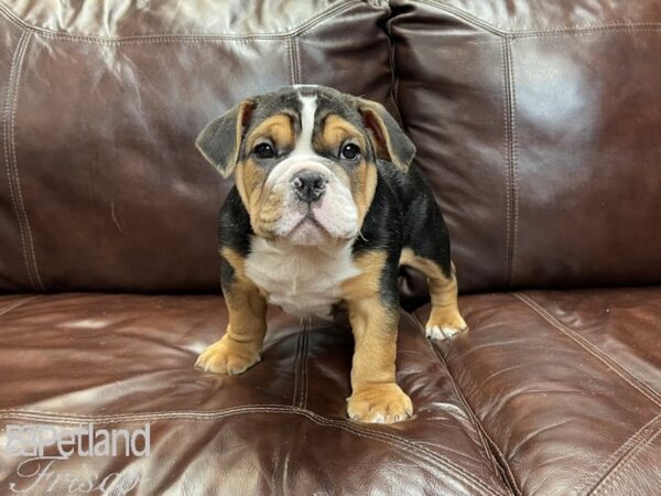 Beabull DOG Male Black Tricolor 27236 Petland Frisco, Texas