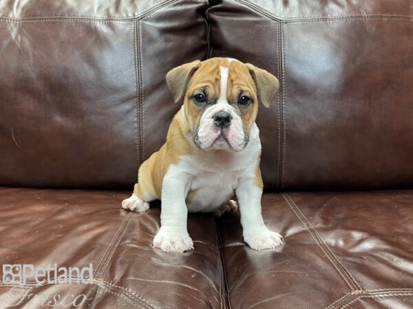 Beabull DOG Male 27237 Petland Frisco, Texas