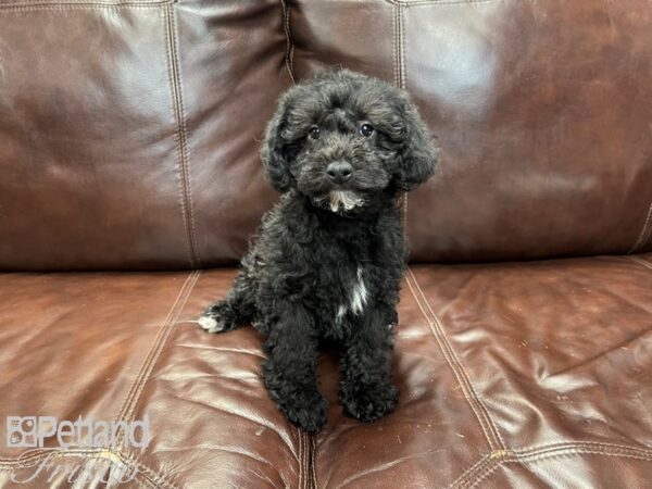 Yorkiepoo-DOG-Female-Sable-27239-Petland Frisco, Texas