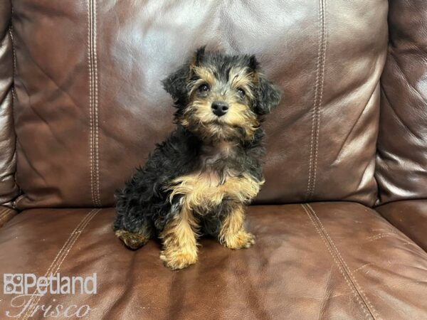 Yorkiepoo DOG Male Sable 27243 Petland Frisco, Texas