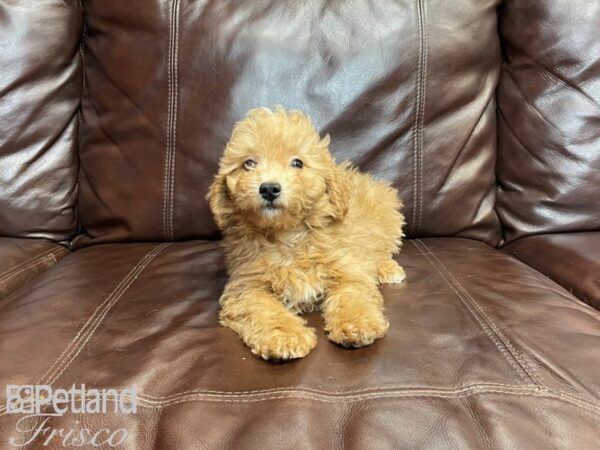 Coton Poo DOG Male Red 27244 Petland Frisco, Texas