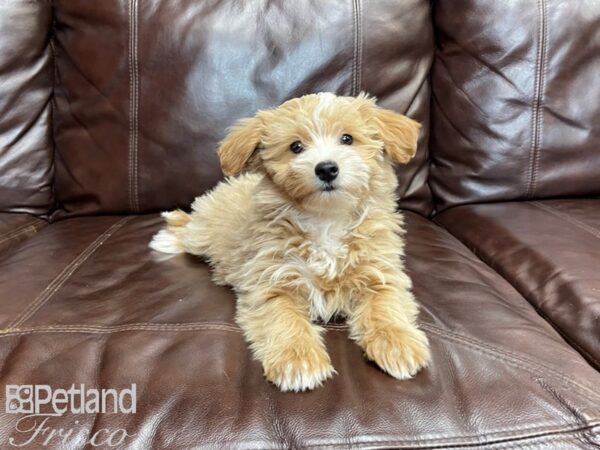 Coton Poo-DOG-Female-Apricot and White-27245-Petland Frisco & Mckinney, Texas