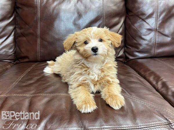 Coton Poo DOG Female Apricot and White 27245 Petland Frisco, Texas