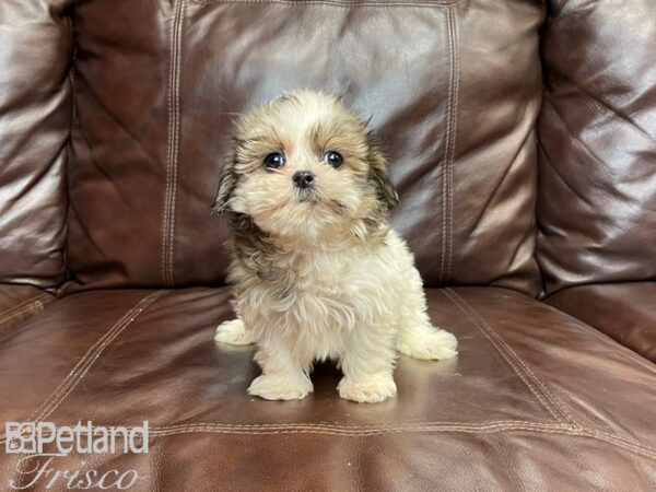 Shih Tzu-DOG-Female-Brown and White-27248-Petland Frisco & Mckinney, Texas