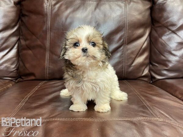 Shih Tzu-DOG-Female-Brown and White-27248-Petland Frisco, Texas