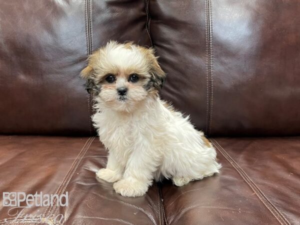 Shih Tzu-DOG-Female-Brown and White-27249-Petland Frisco & Mckinney, Texas