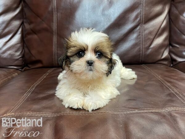 Shih Tzu-DOG-Female-Brown and White-27250-Petland Frisco & Mckinney, Texas