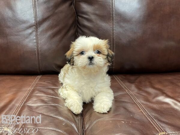 Shih Tzu-DOG-Female-Brown and White-27251-Petland Frisco & Mckinney, Texas