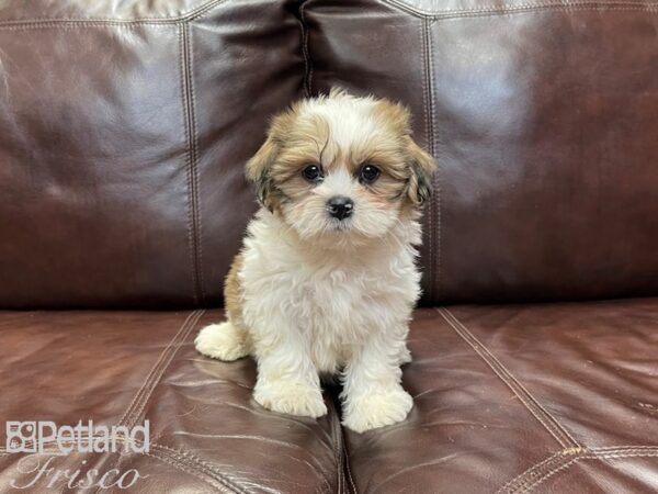 Shih Tzu-DOG-Male-Brown and White-27252-Petland Frisco & Mckinney, Texas