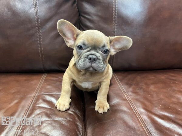 French Bulldog-DOG-Male-Blue Fawn-27253-Petland Frisco & Mckinney, Texas