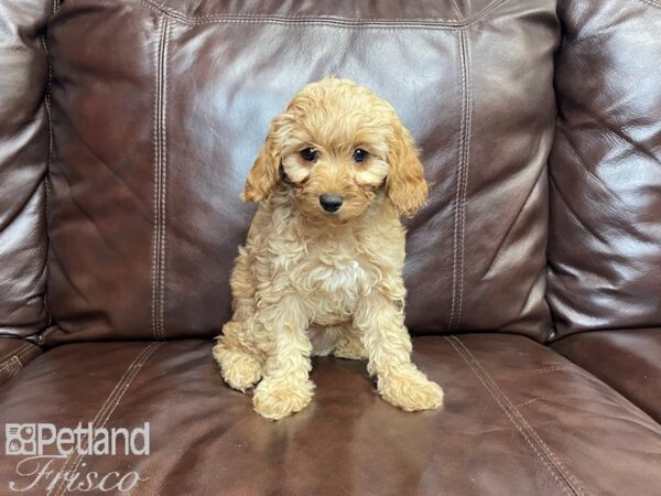 Cavapoo DOG Female Red 27254 Petland Frisco, Texas