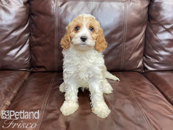 Cavapoo-DOG-Male-Red & White-27255-Petland Frisco & Mckinney, Texas