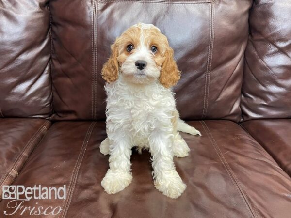 Cavapoo DOG Male Red & White 27255 Petland Frisco, Texas