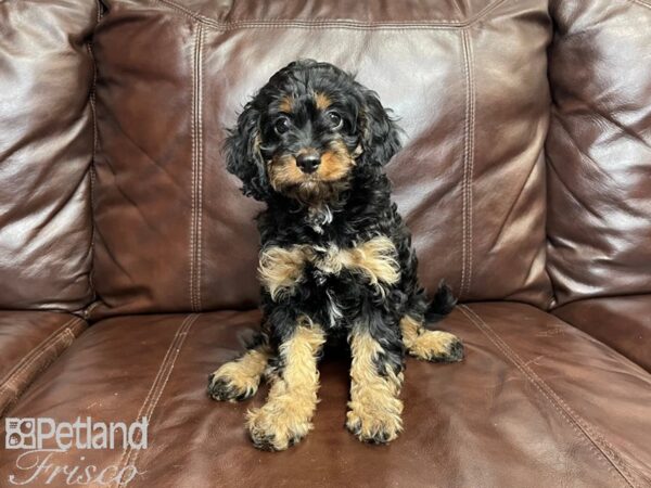 Cavapoo DOG Female Blk & Tan 27256 Petland Frisco, Texas