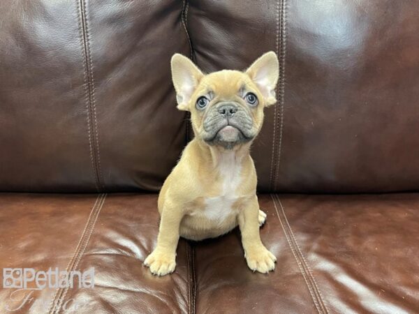 French Bulldog-DOG-Female-Blue Fawn-27258-Petland Frisco & Mckinney, Texas