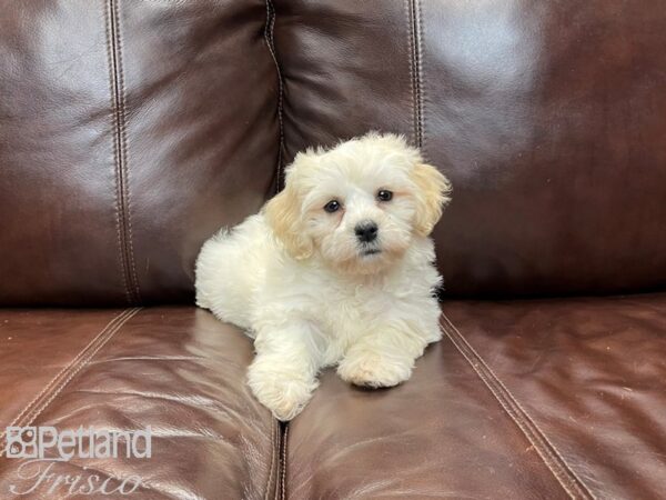 Havanese-DOG-Female-Cream-27259-Petland Frisco, Texas