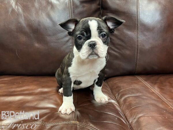 Frenchton DOG Female Brdl & Wht 27262 Petland Frisco, Texas