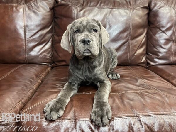 Neapolitan Mastiff DOG Male Blue 27263 Petland Frisco, Texas