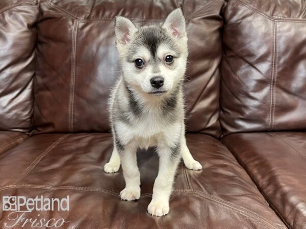 Alaskan Klee Kai DOG Male Black and White 27264 Petland Frisco, Texas