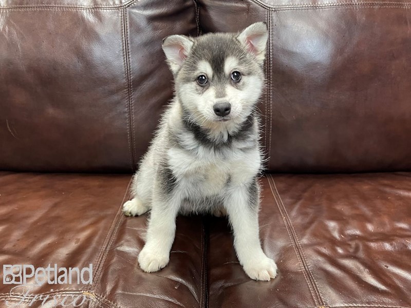 Alaskan Klee Kai Dog Male Black and White 27265