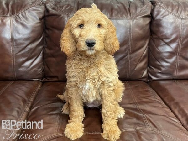 Mini Goldendoodle-DOG-Female-Golden-27267-Petland Frisco, Texas