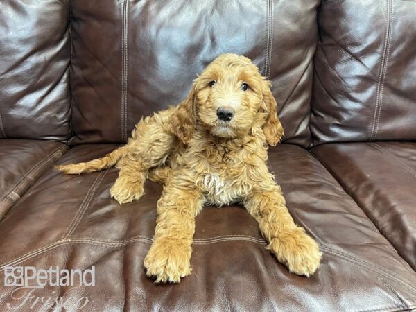 Mini Goldendoodle DOG Female Golden 27268 Petland Frisco, Texas