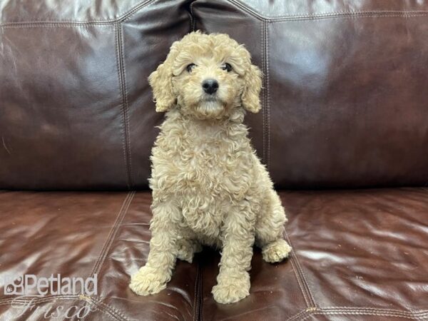 F1B Mini Goldendoodle-DOG-Female-Golden-27269-Petland Frisco, Texas