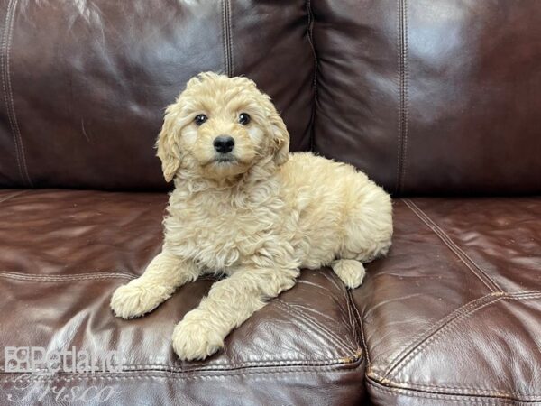 F1B Mini Goldendoodle-DOG-Female-Golden-27270-Petland Frisco, Texas