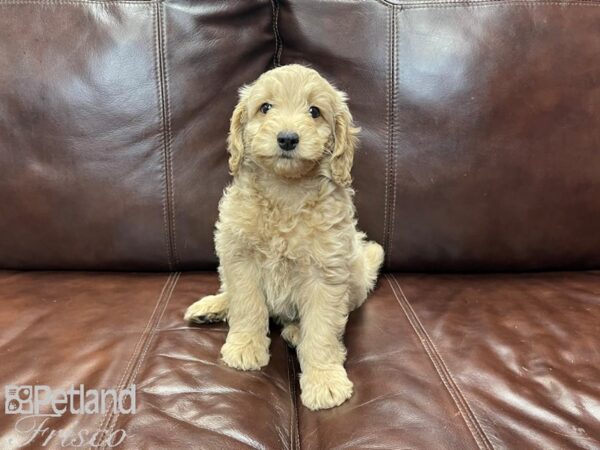 F1B Mini Goldendoodle-DOG-Female-Golden-27271-Petland Frisco, Texas