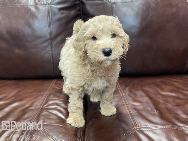 F1B Mini Goldendoodle-DOG-Male-Red-27272-Petland Frisco, Texas