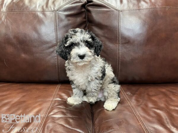 Miniature Poodle-DOG-Male--27273-Petland Frisco & Mckinney, Texas