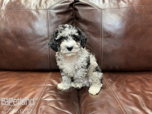 Miniature Poodle DOG Male 27273 Petland Frisco, Texas