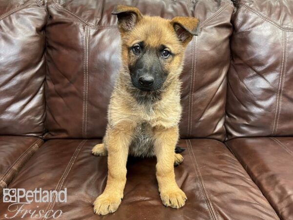 German Shepherd/Belgian Malinois-DOG-Female-Sable-27274-Petland Frisco & Mckinney, Texas