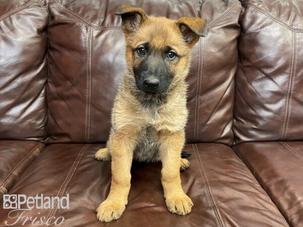 German Shepherd/Belgian Malinois DOG Female Sable 27274 Petland Frisco, Texas