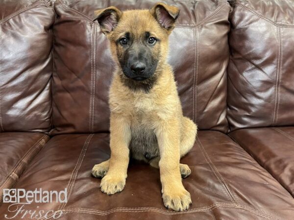 German Shepherd/Belgian Malinois DOG Male Sable 27275 Petland Frisco, Texas