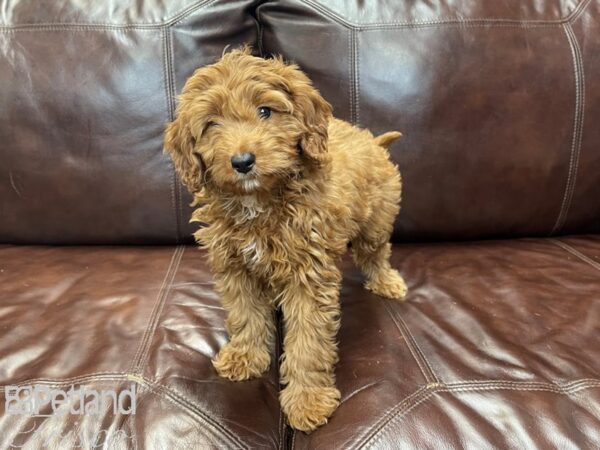 Mini Goldendoodle-DOG-Female-Red-27276-Petland Frisco & Mckinney, Texas