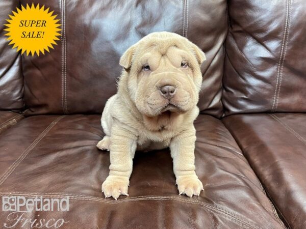 Shar Pei DOG Male Lilac Dilute 27065 Petland Frisco, Texas