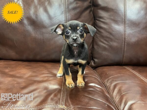 Chihuahua-DOG-Male-BLK TAN-27119-Petland Frisco & Mckinney, Texas