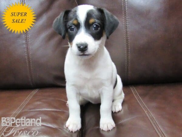 Jack Russell Terrier-DOG-Female-Tri-27134-Petland Frisco, Texas