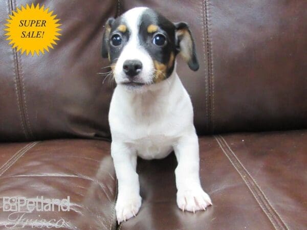 Jack Russell Terrier DOG Female Tri 27135 Petland Frisco, Texas