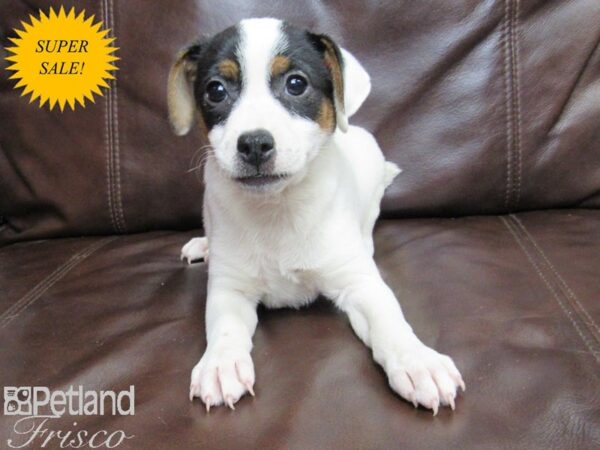 Jack Russell Terrier-DOG-Female-Tri-27137-Petland Frisco & Mckinney, Texas