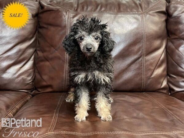 Miniature Poodle DOG Female Black and Apricot 27155 Petland Frisco, Texas