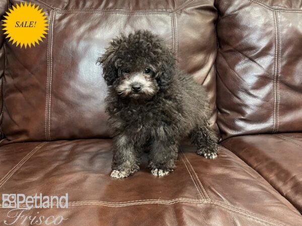 Miniature Poodle DOG Male Silver 27156 Petland Frisco, Texas