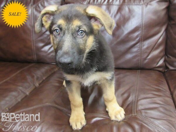 German Shepherd DOG Male Black and Tan 27161 Petland Frisco, Texas