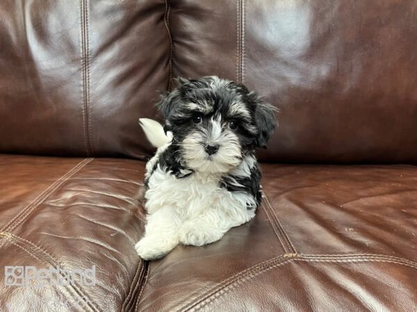 Havanese-DOG-Female-Black and White-27278-Petland Frisco, Texas