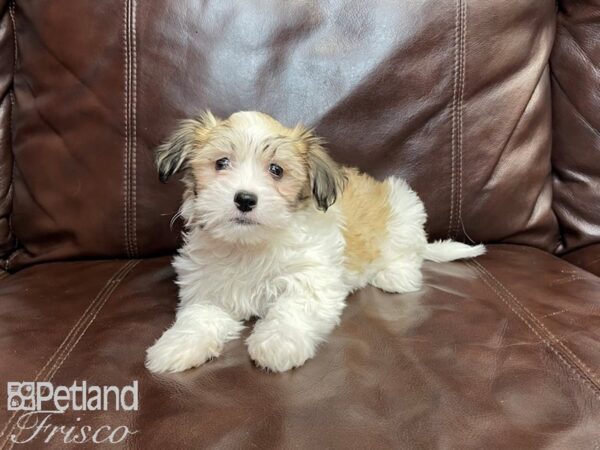 Havanese-DOG-Male-Sable and White-27279-Petland Frisco & Mckinney, Texas